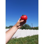 Семена томата розового Селла F1 (1000 семян), Libra Seeds (Erste Zaden), полудетерминантный Семена томата розового Селла F1 (1000 семян), Libra Seeds (Erste Zaden), полудетерминантный